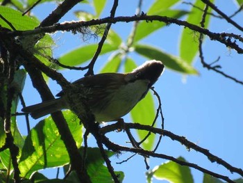 Whiskered Yuhina