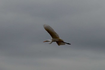 Great Egret(modesta)  多摩川 Mon, 11/28/2022