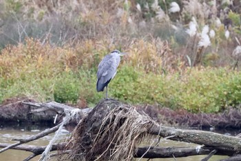 アオサギ 多摩川 2022年11月28日(月)