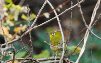 Warbling White-eye 倉敷市藤戸町 Mon, 11/28/2022