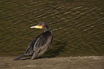 Great Cormorant 倉敷市郷内川 Mon, 11/28/2022