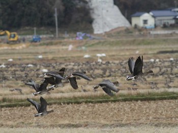 Greater White-fronted Goose Izunuma Wed, 11/28/2012