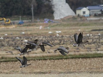 マガン 伊豆沼 2012年11月28日(水)