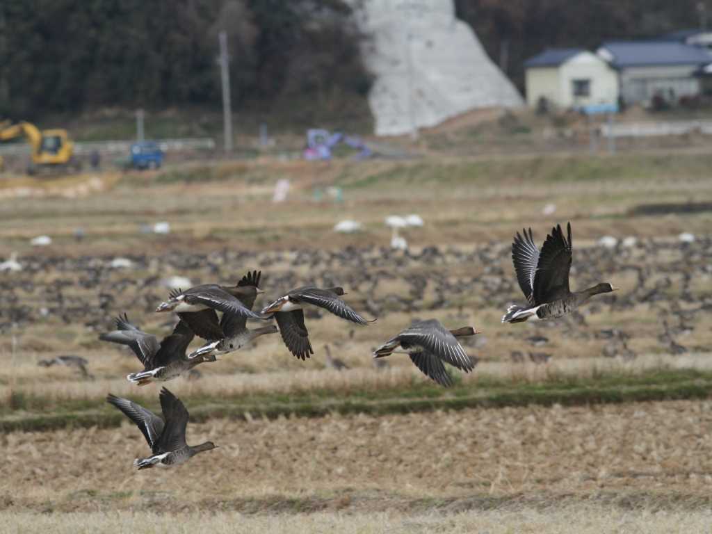 Photo of Greater White-fronted Goose at Izunuma by サンダーバード