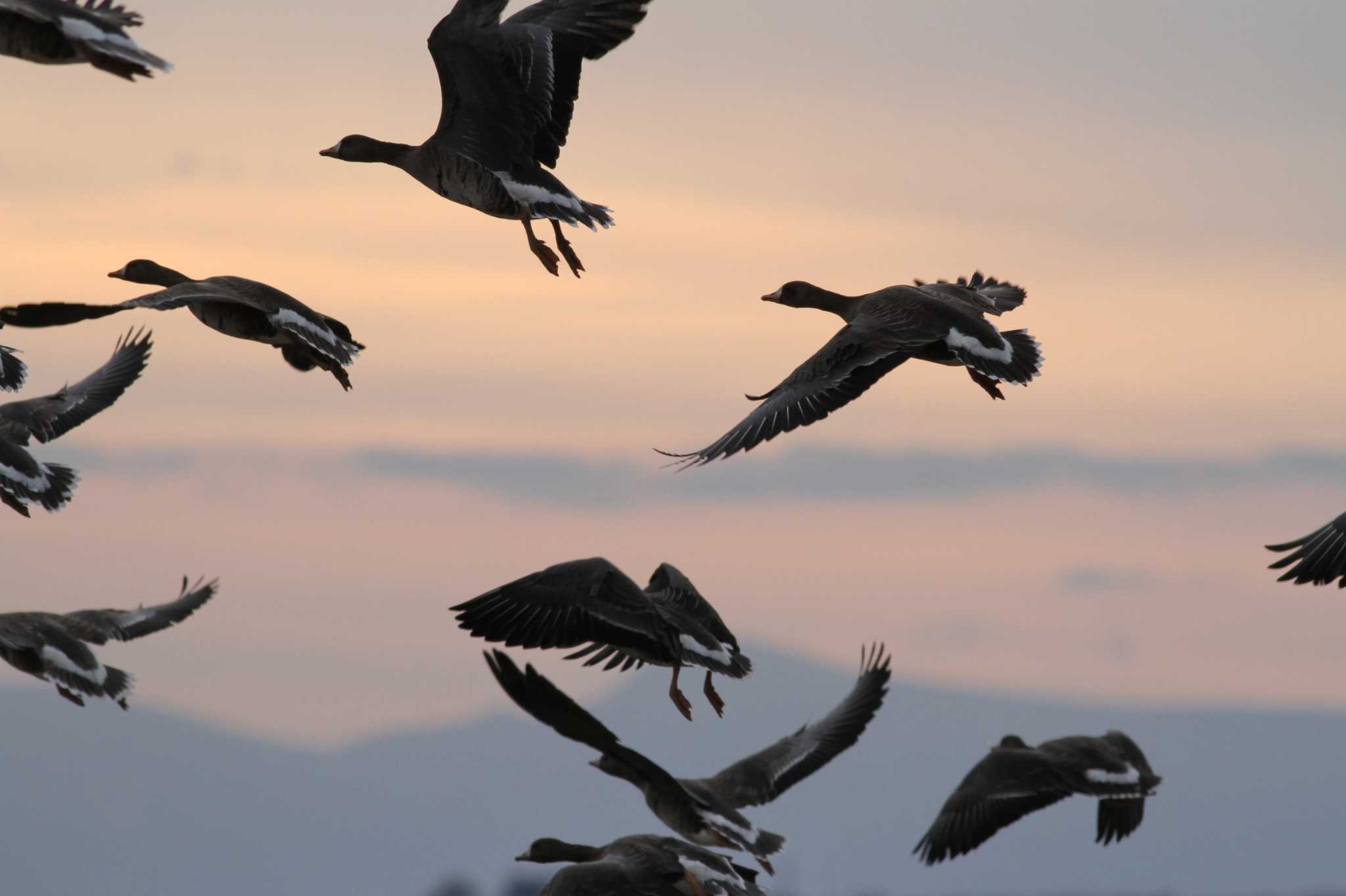 Greater White-fronted Goose