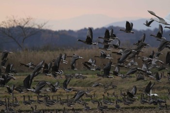 Greater White-fronted Goose Izunuma Wed, 11/28/2012