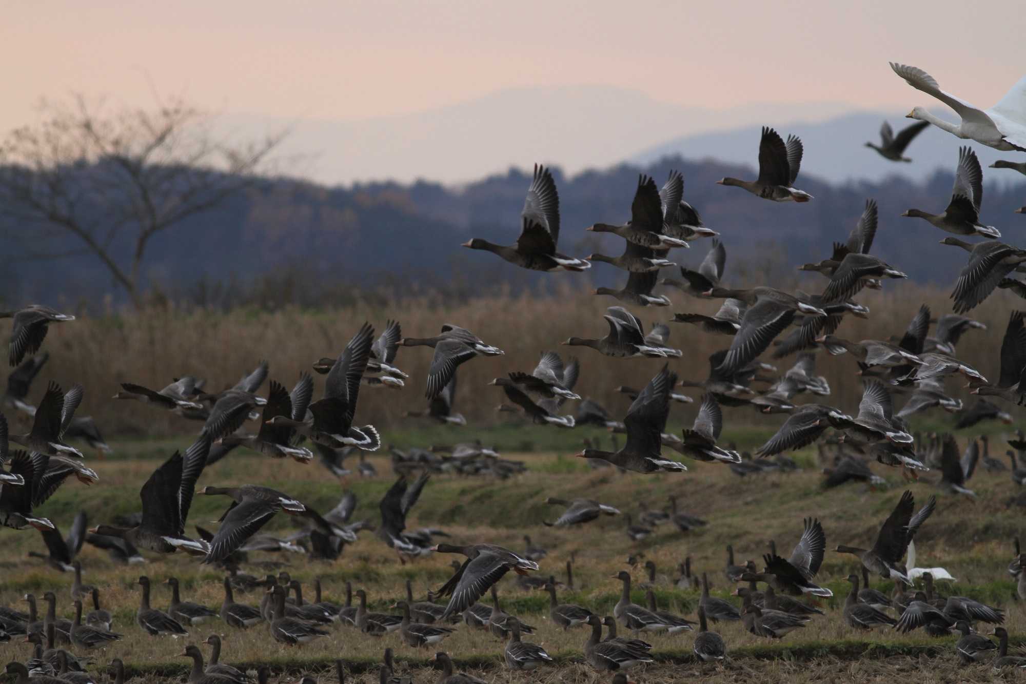 Greater White-fronted Goose