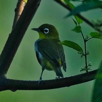 Indian White-eye Khao Mai Keao Reservation Park Mon, 11/28/2022