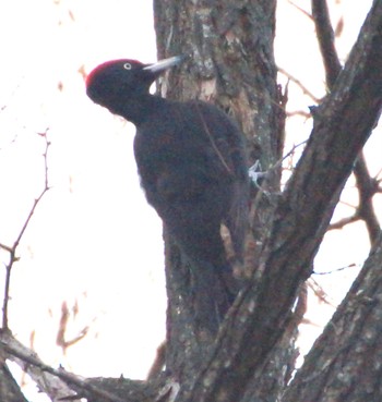 Black Woodpecker Makomanai Park Mon, 11/28/2022