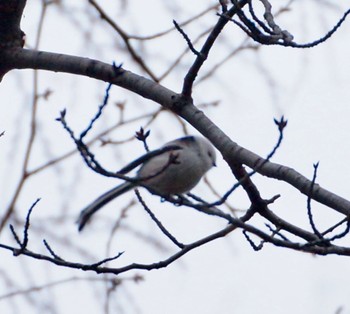 Long-tailed tit(japonicus) Makomanai Park Mon, 11/28/2022