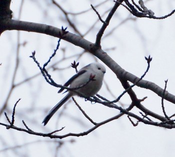 Long-tailed tit(japonicus) Makomanai Park Mon, 11/28/2022