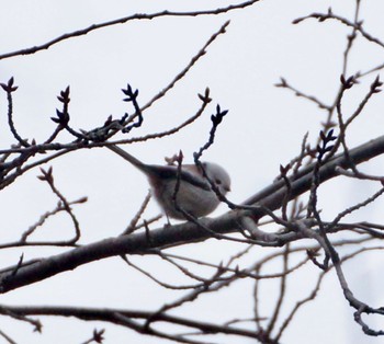 Long-tailed tit(japonicus) Makomanai Park Mon, 11/28/2022