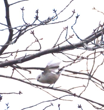 Long-tailed tit(japonicus) Makomanai Park Mon, 11/28/2022