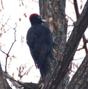 Black Woodpecker Makomanai Park Mon, 11/28/2022