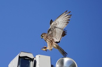 2022年11月28日(月) 恩智川治水緑地の野鳥観察記録