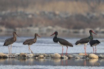 ナベコウ 中国河南省 2019年1月1日(火)