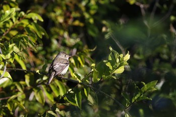 Least Flycatcher Vigia Chico(Mexico) Tue, 1/9/2018