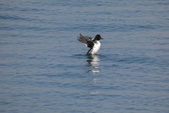 2020年1月13日(月) 日の出三番瀬沿い緑道の野鳥観察記録