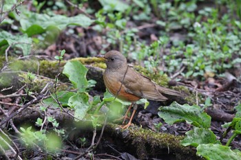 Brown-headed Thrush Togakushi Forest Botanical Garden Sun, 5/22/2011