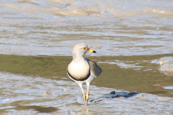 2022年11月28日(月) 嵯峨野広沢池の野鳥観察記録