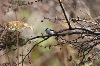 Sat, 10/29/2011 Birding report at Togakushi Forest Botanical Garden