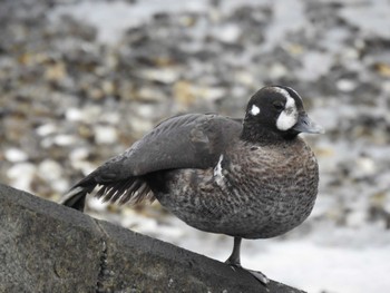 2022年11月28日(月) 山下公園の野鳥観察記録