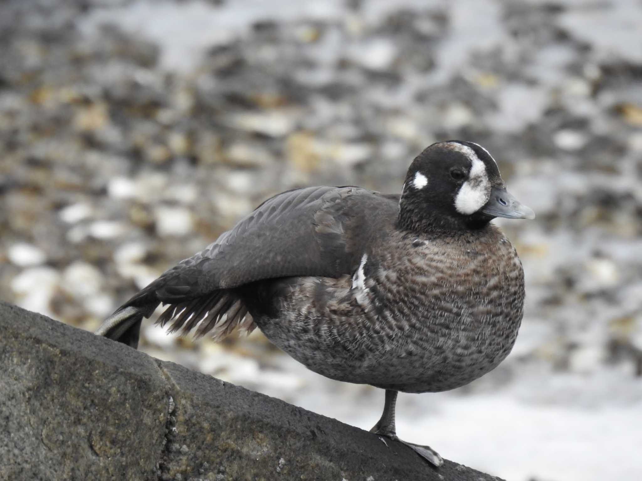 シノリガモ