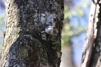 Eurasian Nuthatch Togakushi Forest Botanical Garden Fri, 10/28/2011