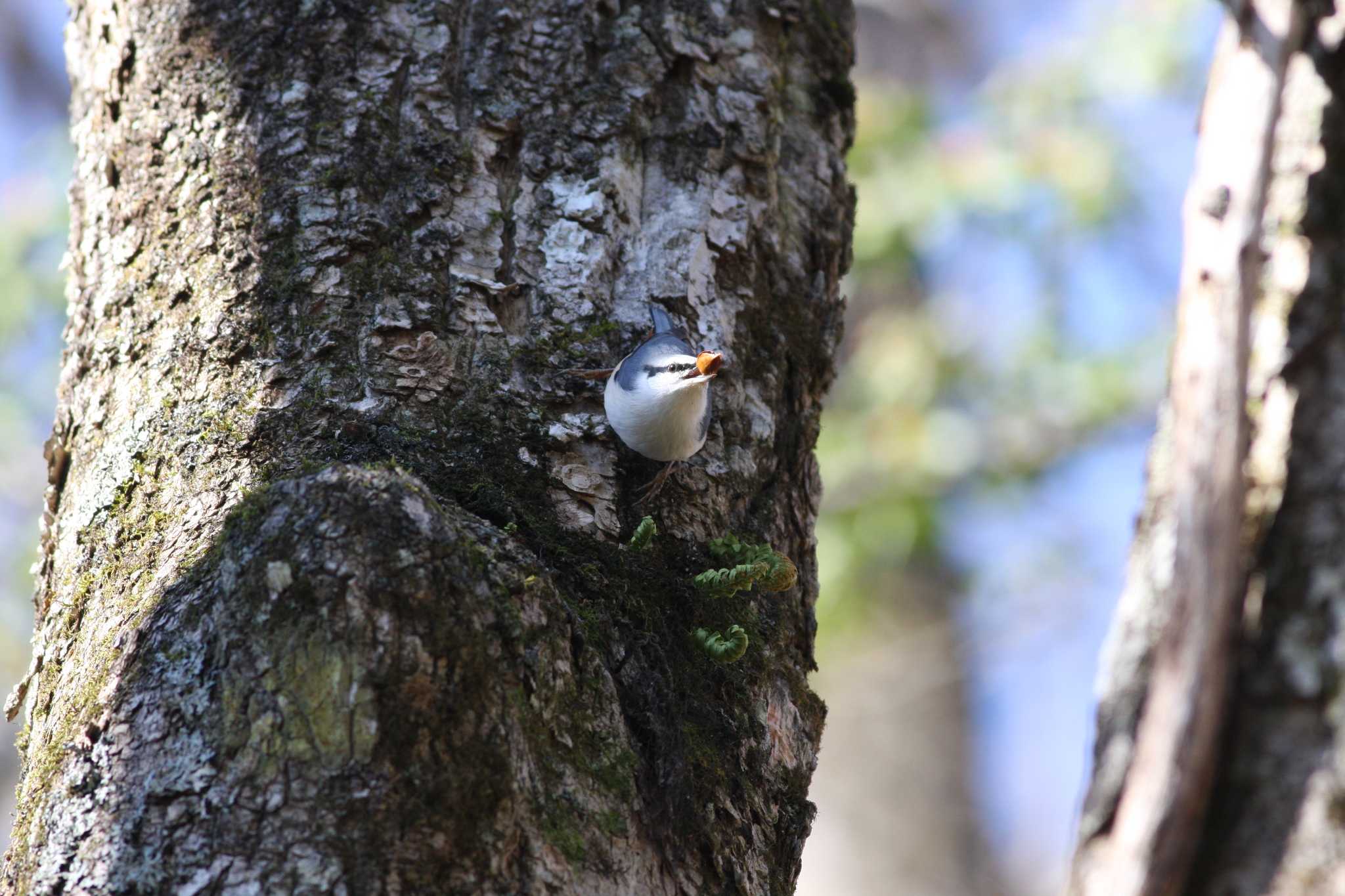 Photo of Eurasian Nuthatch at Togakushi Forest Botanical Garden by サンダーバード