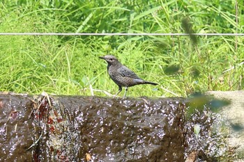 イソヒヨドリ 夙川河川敷緑地(夙川公園) 2022年10月23日(日)