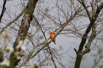 Ruddy Kingfisher Togakushi Forest Botanical Garden Sun, 5/22/2011