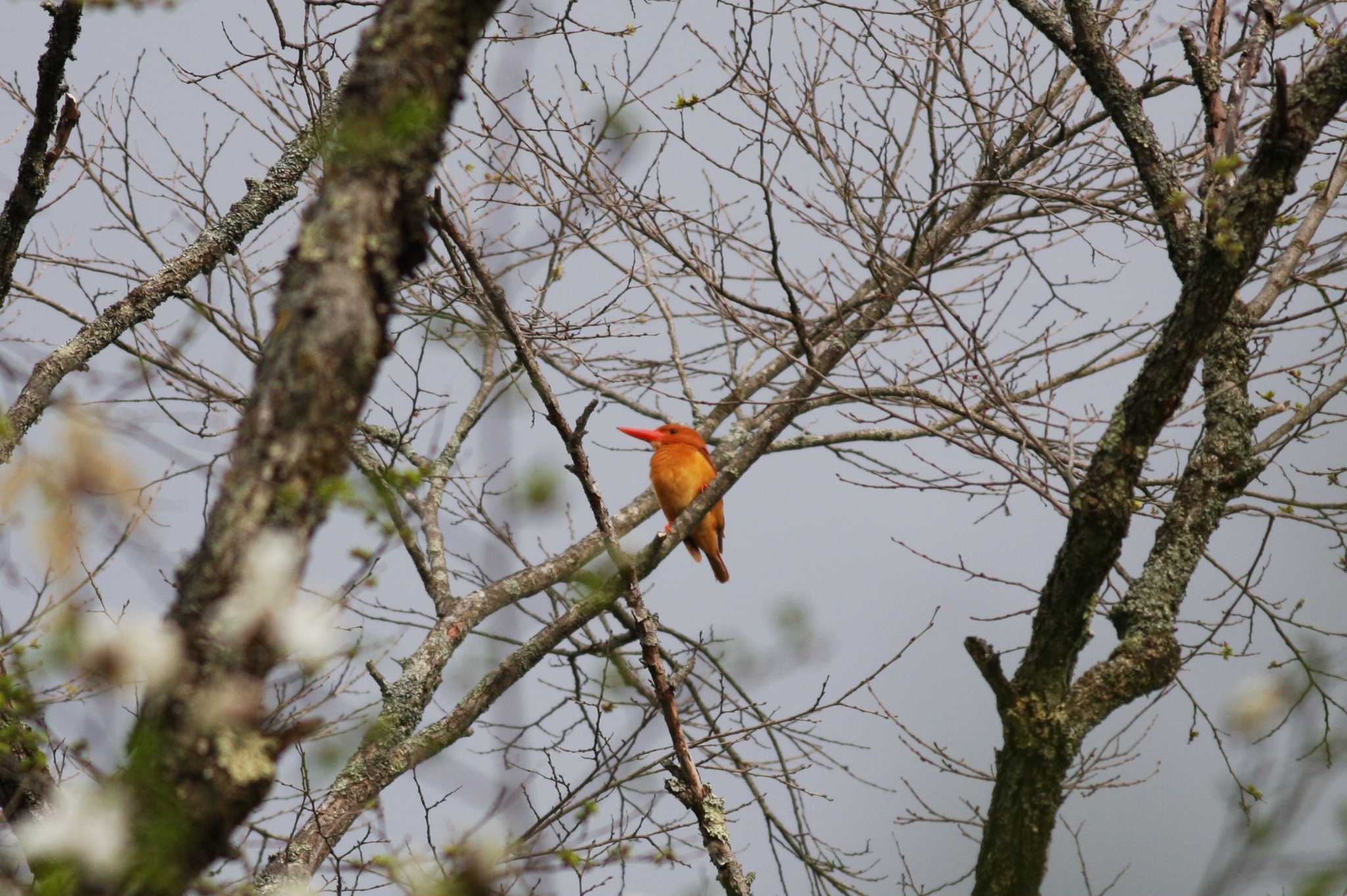 戸隠森林植物園(戸隠森林公園) アカショウビンの写真 by サンダーバード