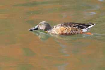 ハシビロガモ 大阪城公園 2022年11月27日(日)