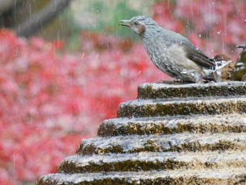 2022年11月28日(月) 日比谷公園の野鳥観察記録