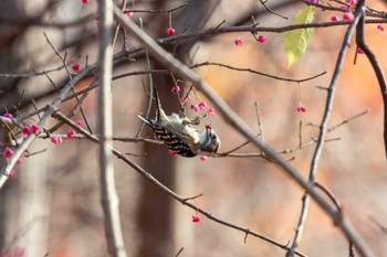 Japanese Pygmy Woodpecker Miyagi Kenminnomori Sun, 11/27/2022