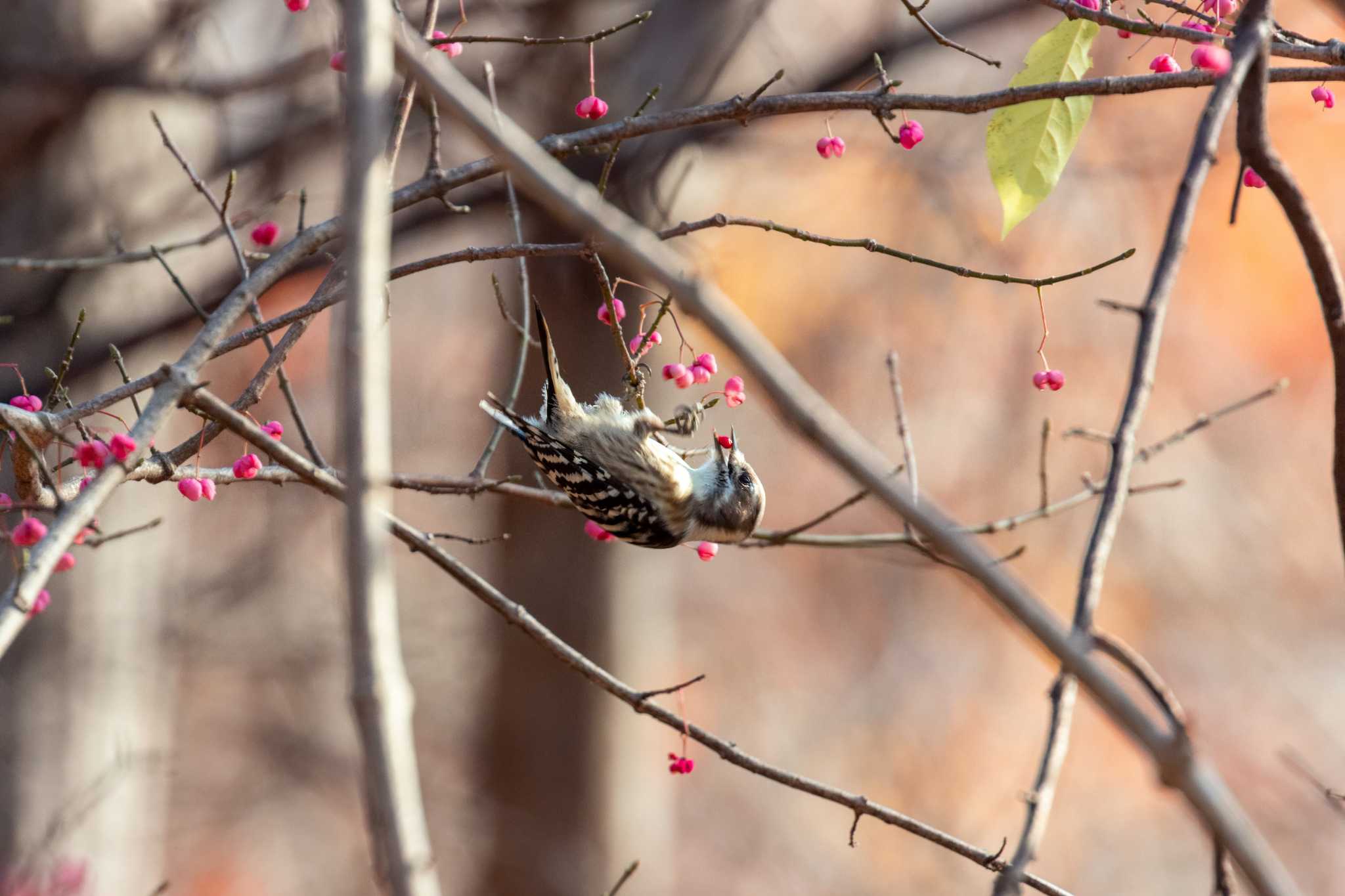 Photo of Japanese Pygmy Woodpecker at Miyagi Kenminnomori by LeoLeoNya