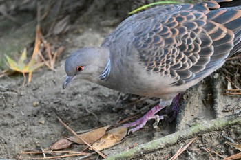 Oriental Turtle Dove 栗林公園 Mon, 11/21/2022