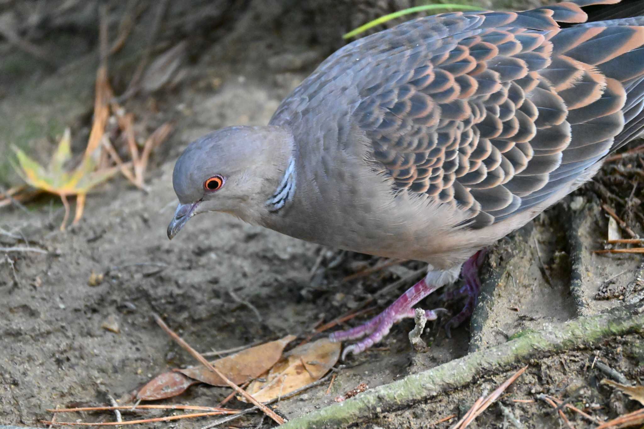 Photo of Oriental Turtle Dove at 栗林公園 by 青カエル🐸