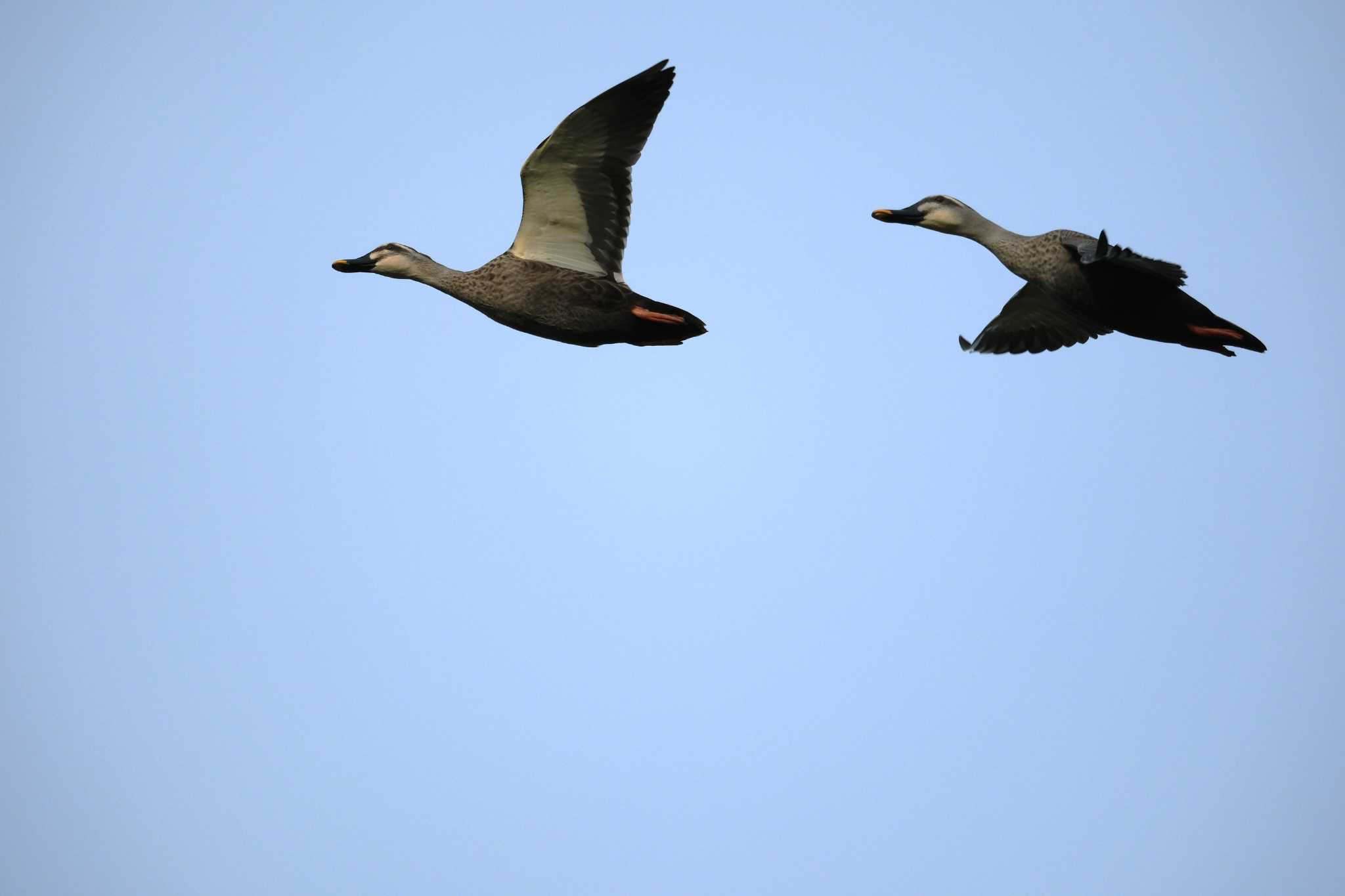 八景水谷公園 カルガモの写真