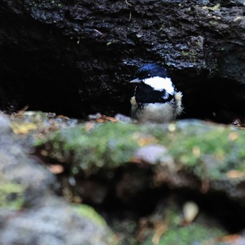 Japanese Tit 大洞の水場 Mon, 11/28/2022