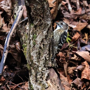 Japanese Pygmy Woodpecker 大洞の水場 Mon, 11/28/2022