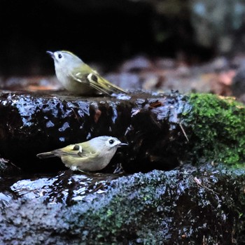 Goldcrest 大洞の水場 Mon, 11/28/2022