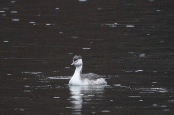 2022年11月26日(土) 河口湖..の野鳥観察記録