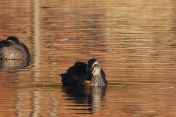 2022年11月27日(日) 近所の公園..の野鳥観察記録