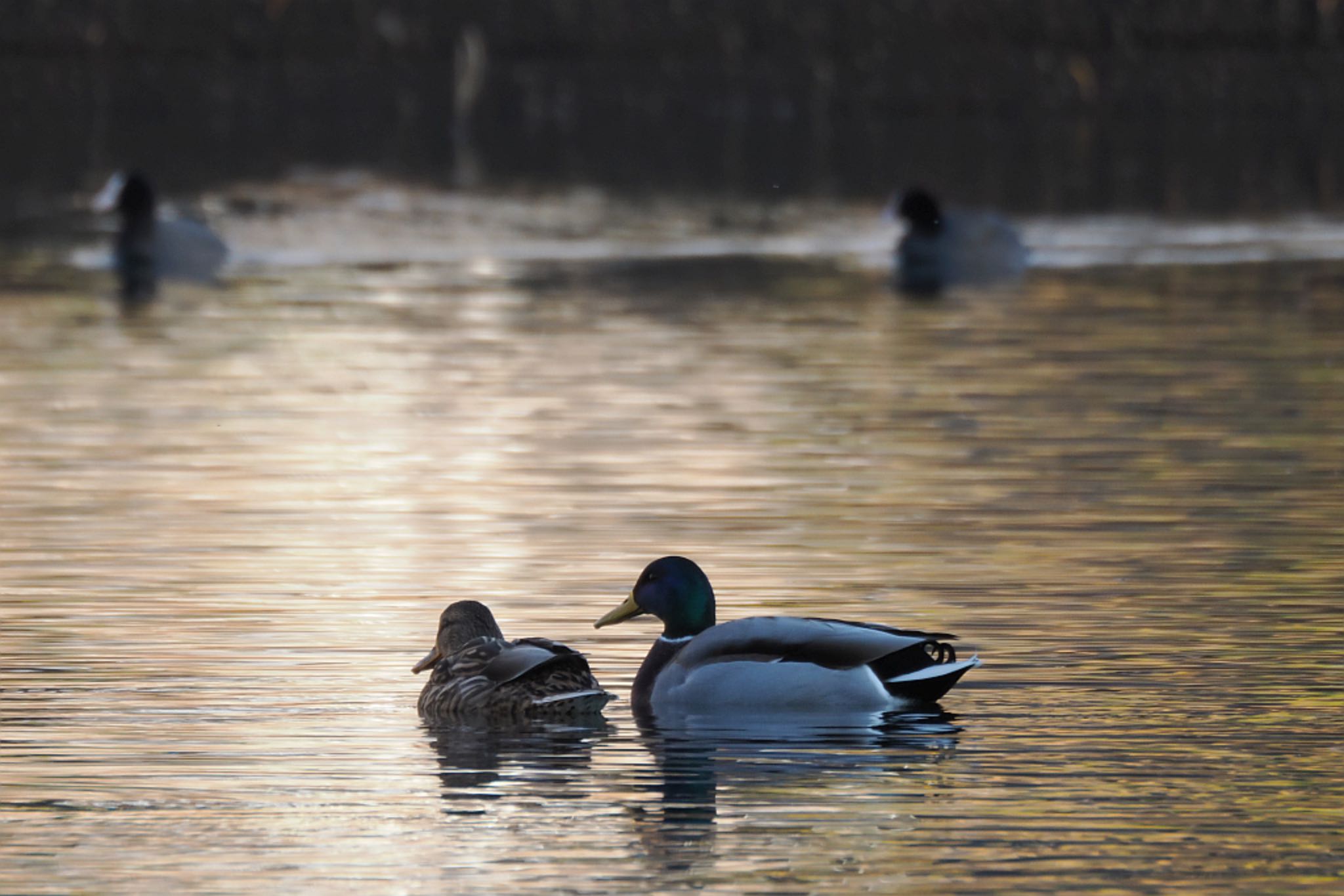 近所の公園.. マガモの写真 by skmts.803v