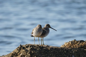 Long-billed Dowitcher 飯梨川河口(島根県安来市) Sun, 11/27/2022