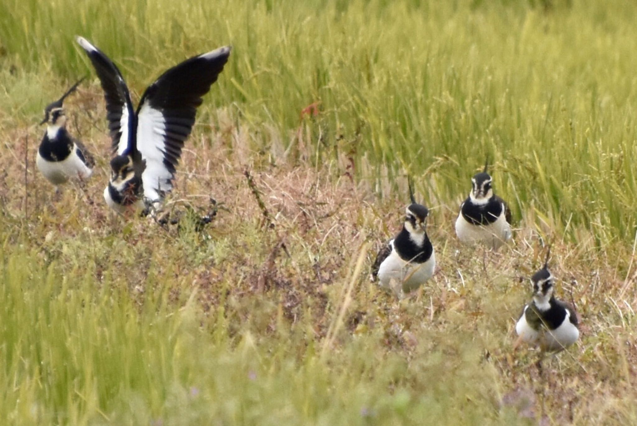 Northern Lapwing