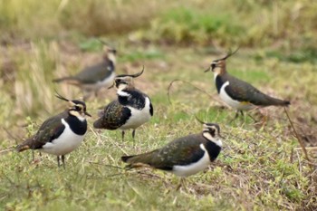 Northern Lapwing 平塚田んぼ Mon, 11/28/2022