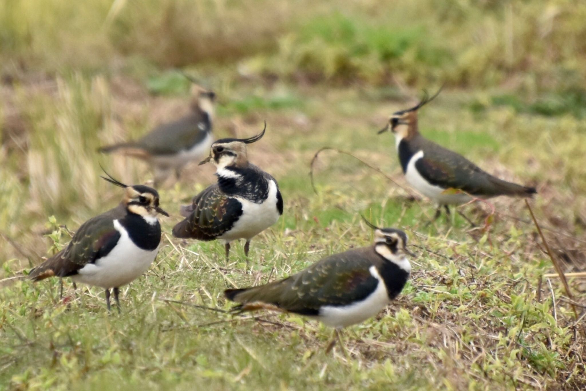 Northern Lapwing