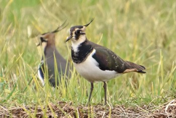 Northern Lapwing 平塚田んぼ Mon, 11/28/2022